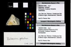 Foto (Objekt + Etikett) von Bullariscus patruliusi (Robins et al., 2013)  (NHMW-GEO-1990-0041-2995)